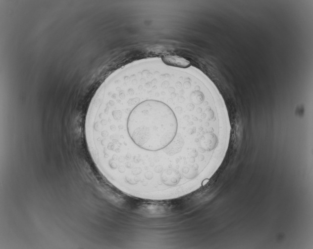 X0000115630466200912221253