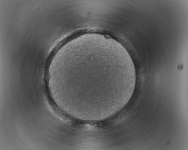 X0000115630496200912221252