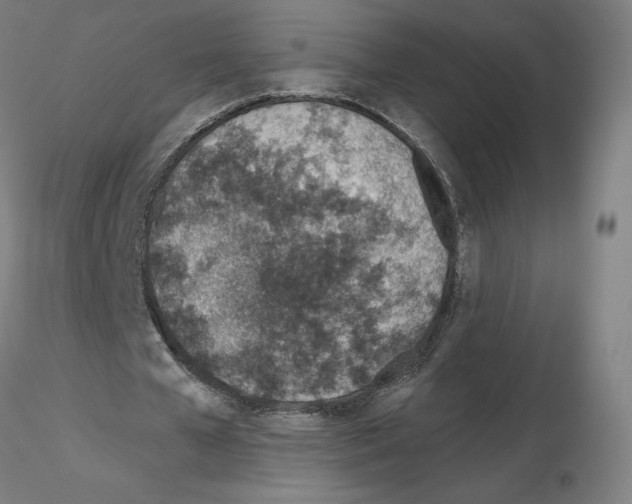X0000115630577200912221251