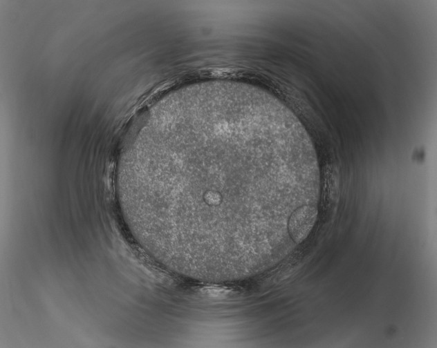 X0000115630650200912221250