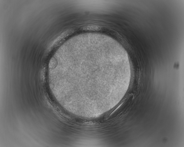 X0000115630735200912221248