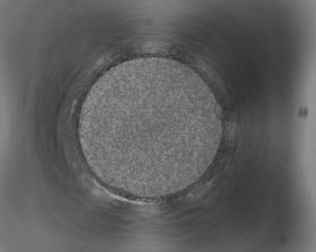 X0000115630817200912221247