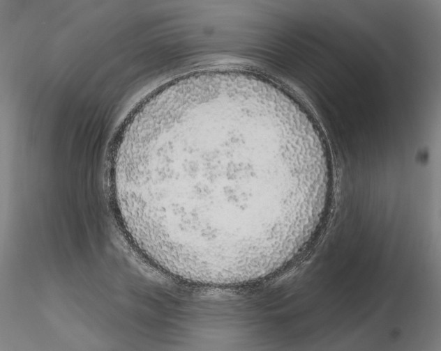 X0000115630835200912221247