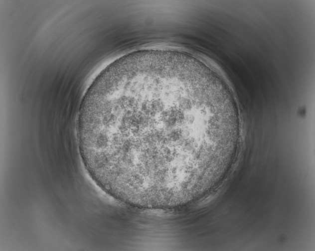 X0000115630855200912221247