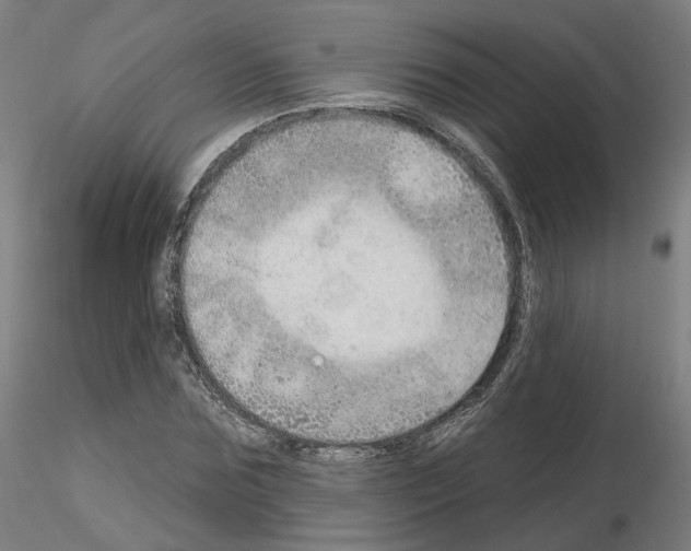 X0000115630875200912221247