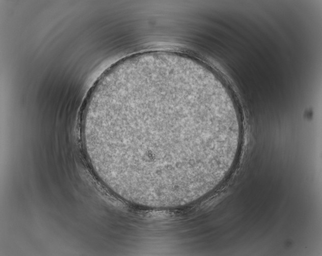 X0000115630883200912221247