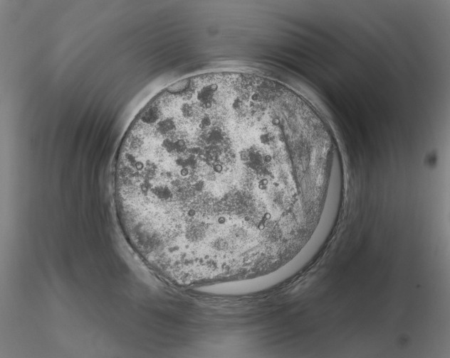 X0000115630907200912221246