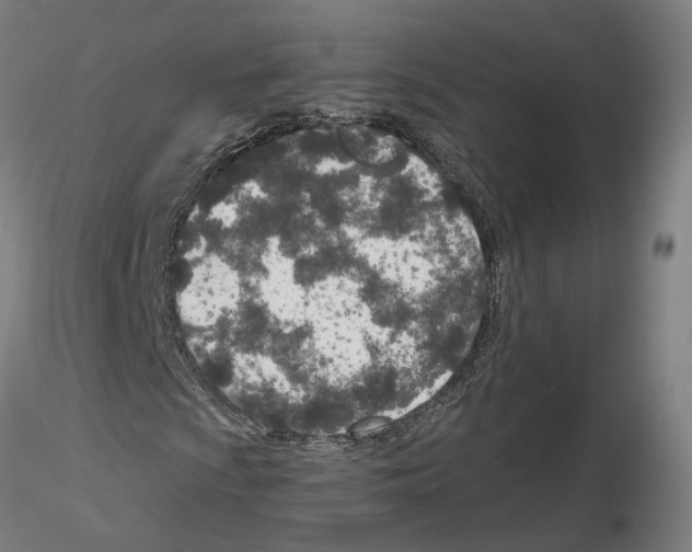 X0000115631009200912221244