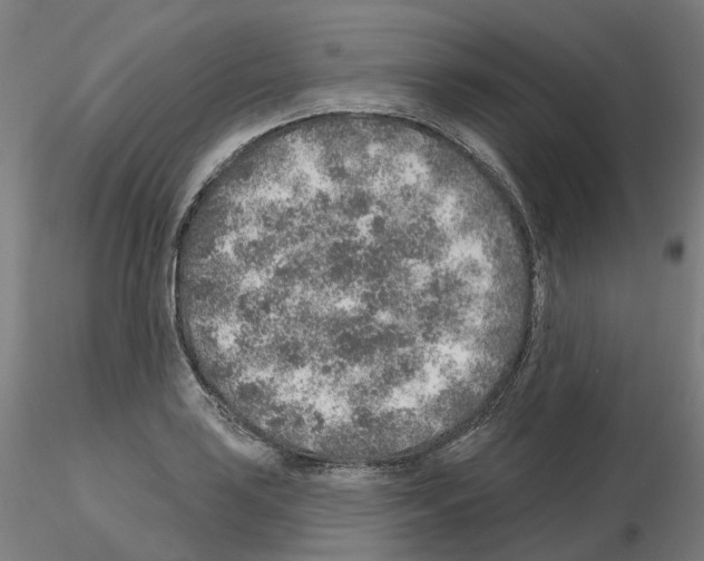 X0000115631035200912221245