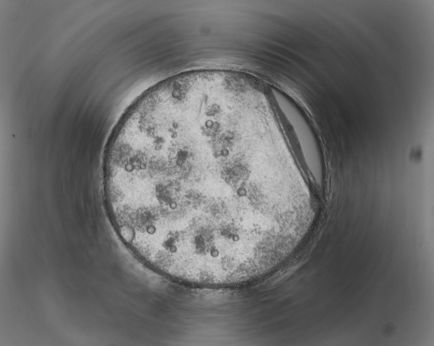 X0000115631087200912221244