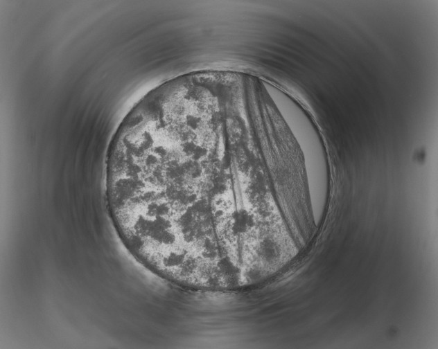 X0000115631095200912221244