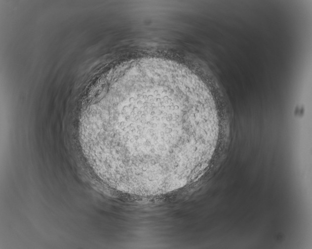 X0000115631105200912221243