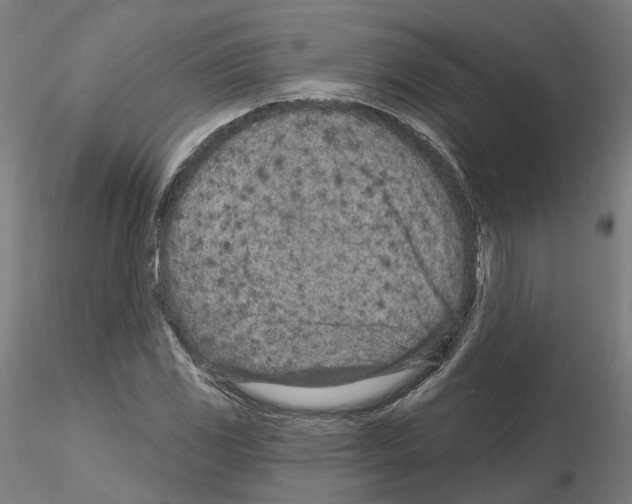 X0000115631117200912221243
