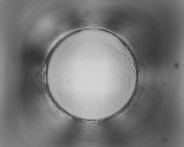 X0000115631126200912221243