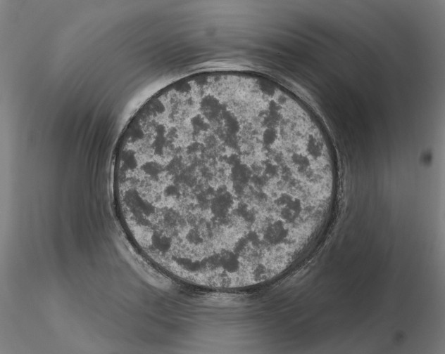 X0000115631179200912221243