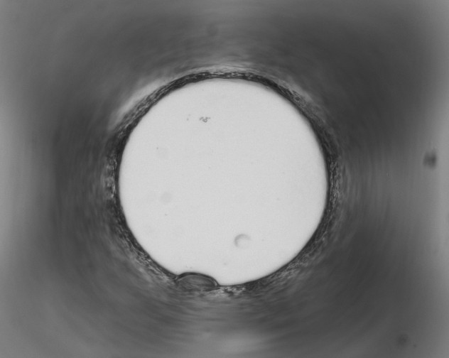 X0000115631255200912221242