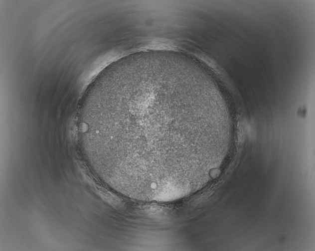 X0000115631266200912221242