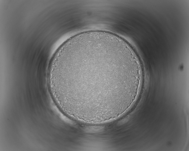 X0000115631294200912221241
