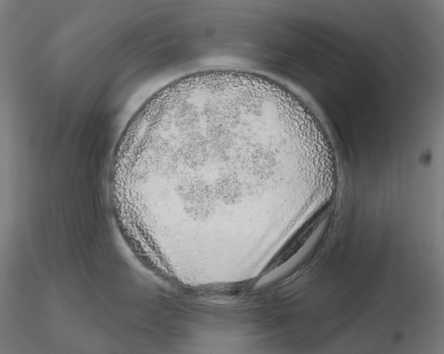 X0000115631295200912221241
