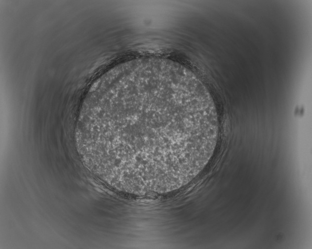 X0000115631297200912221240