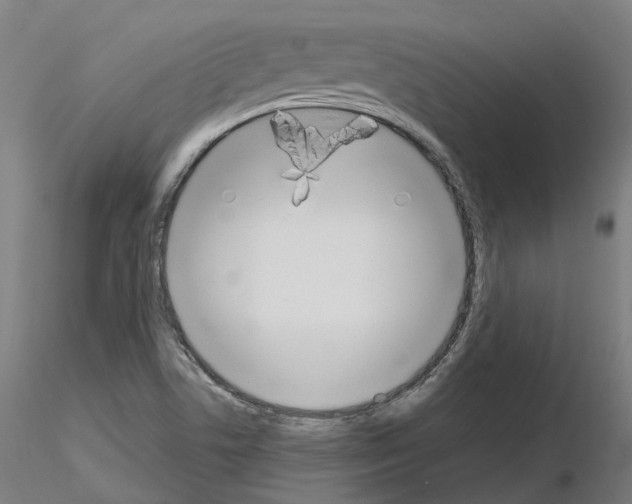 X0000115631506200912221238