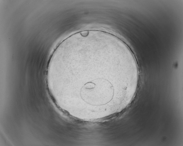 X0000115631525200912221238