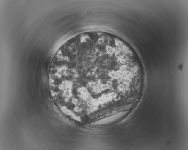 X0000115631529200912221238