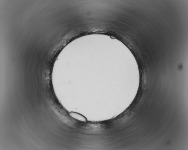 X0000115640260200912221316