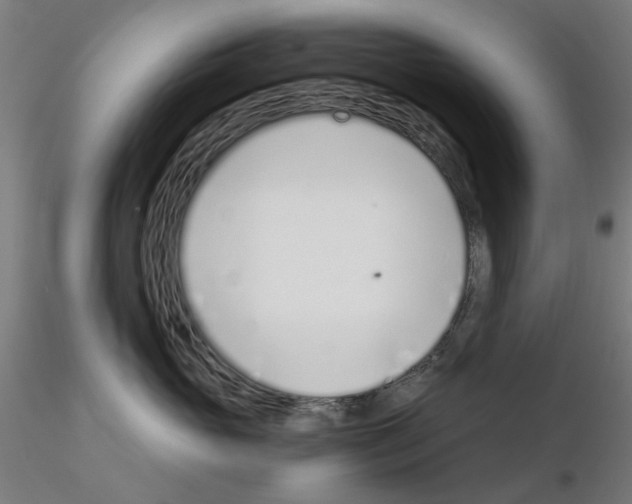 X0000115640765200912221310