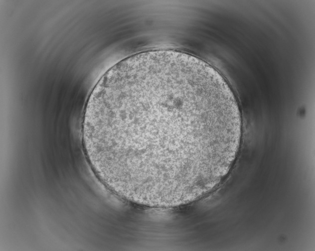 X0000115640810200912221309
