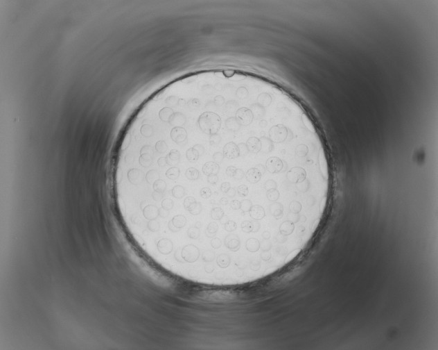 X0000115641517200912221259
