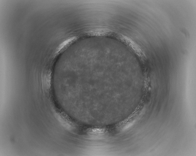 X0000115650163200912011529