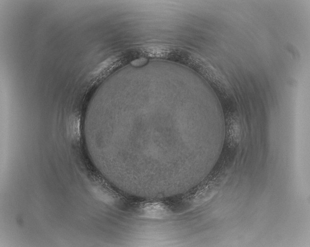 X0000115650262200912011528