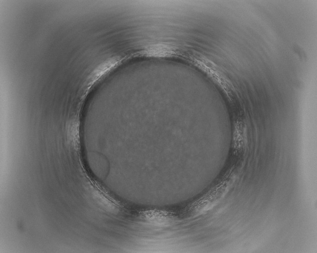 X0000115650535200912011524