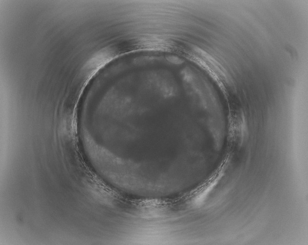 X0000115650883200912011520