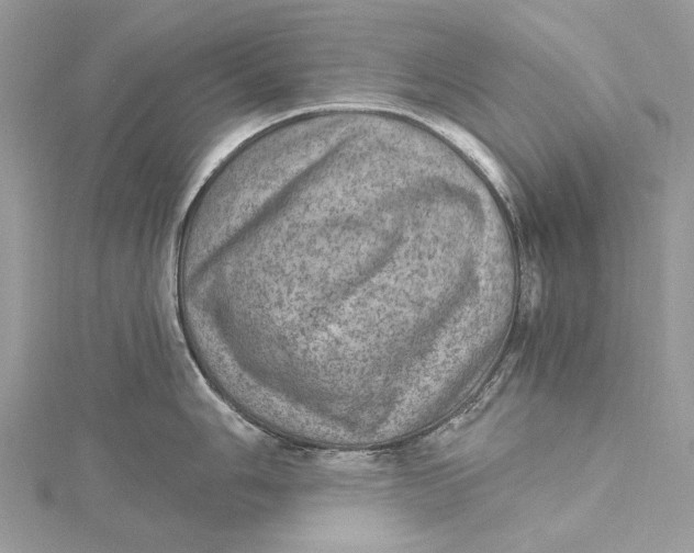 X0000115651006200912011518