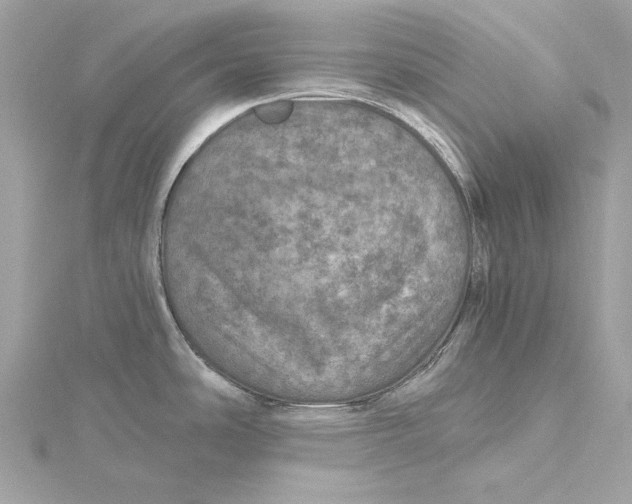 X0000115651486200912011512