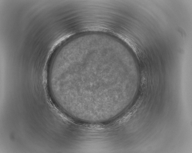 X0000115650979200912081121