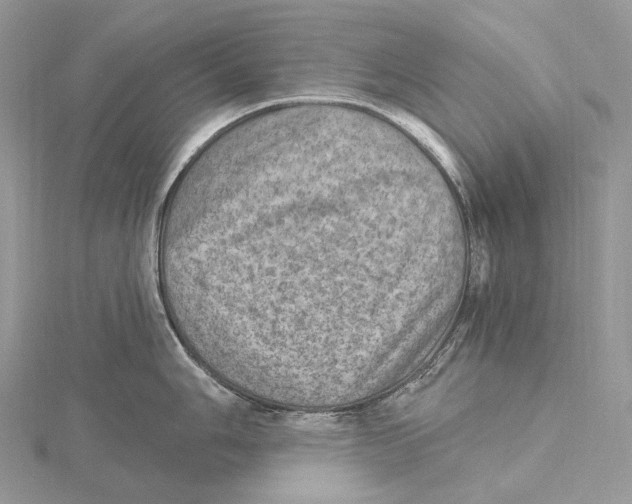 X0000115651006200912081121