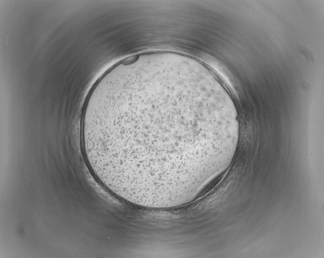 X0000115651100200912081120