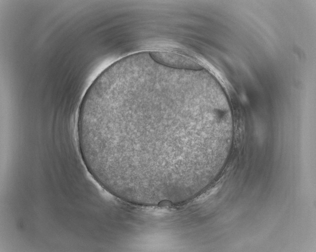 X0000115651103200912081120