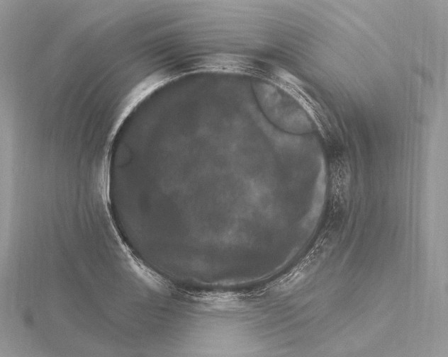 X0000115651131200912081119