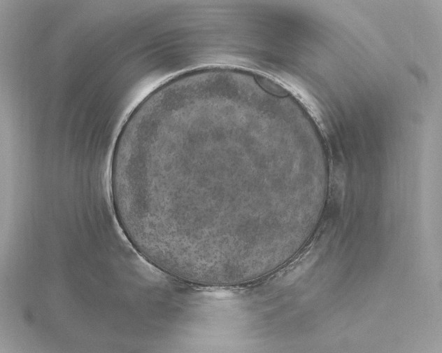 X0000115651199200912081118