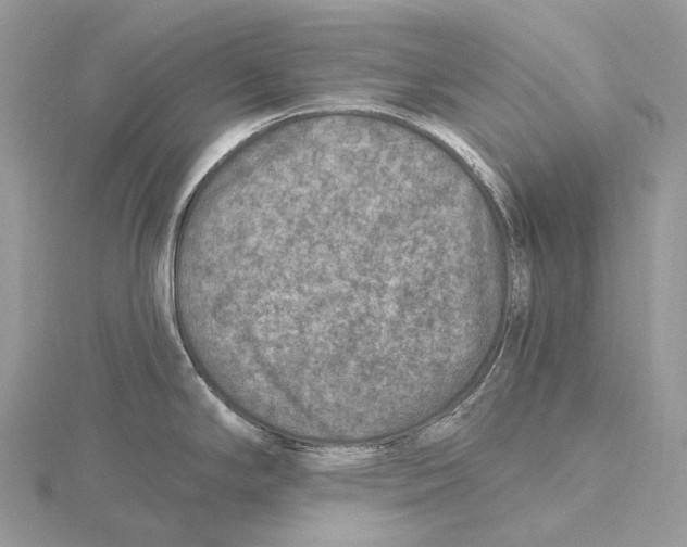 X0000115651294200912081117