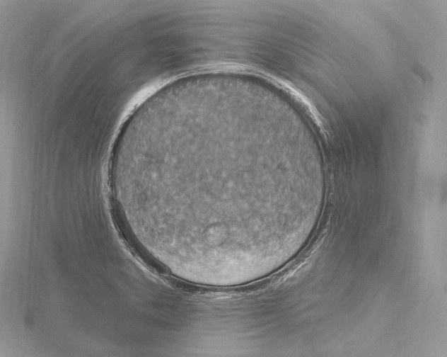 X0000115651373200912081116