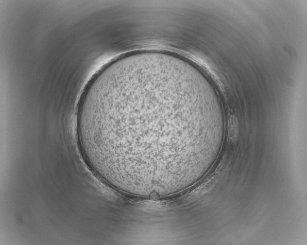 X0000115651424200912081115