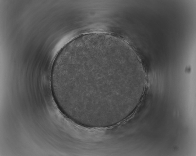 X0000115650004200912221341