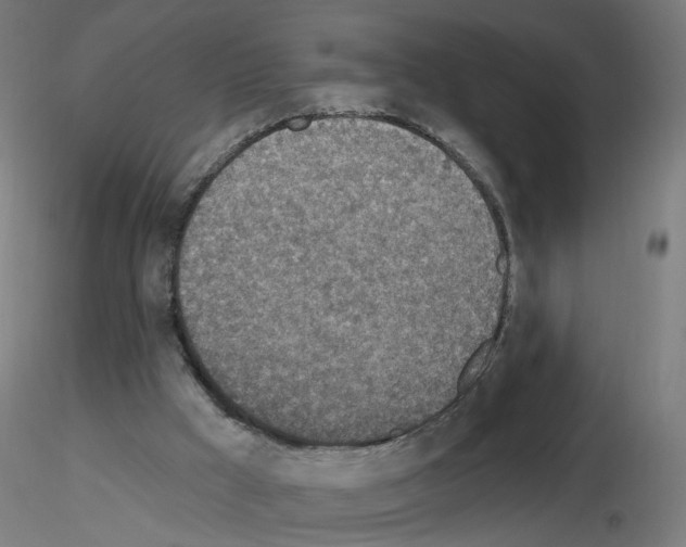 X0000115650009200912221341