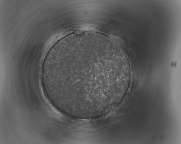 X0000115650049200912221339