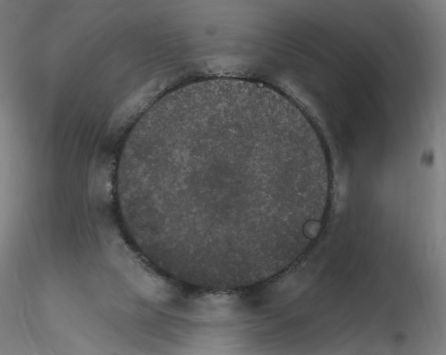 X0000115650065200912221340